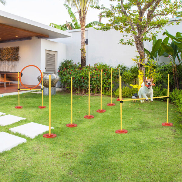 Dog Agility Training Set